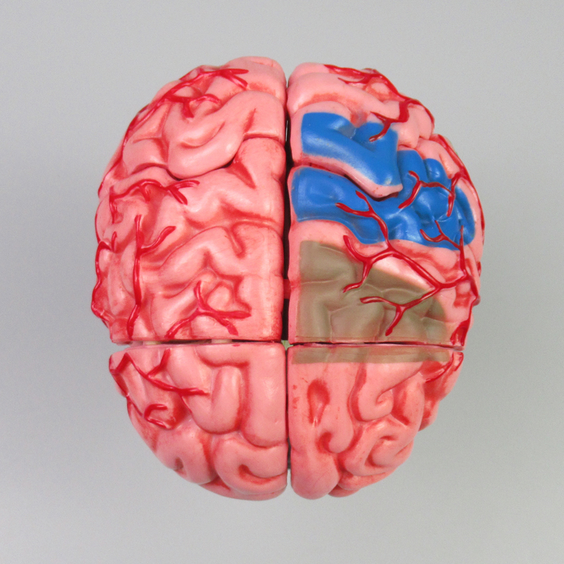 Human brain model